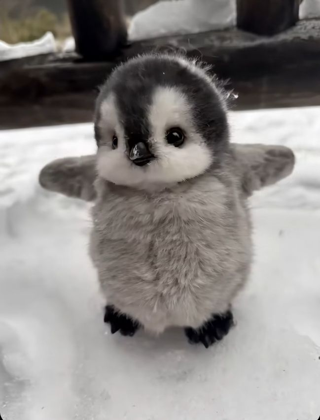 Cute penguin with wings spread