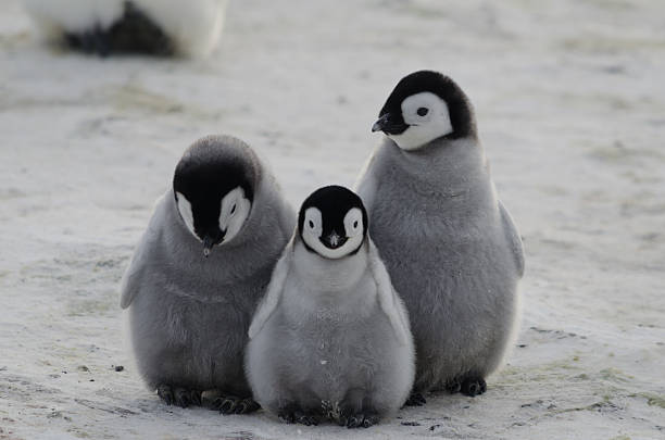 Three penguin chicks